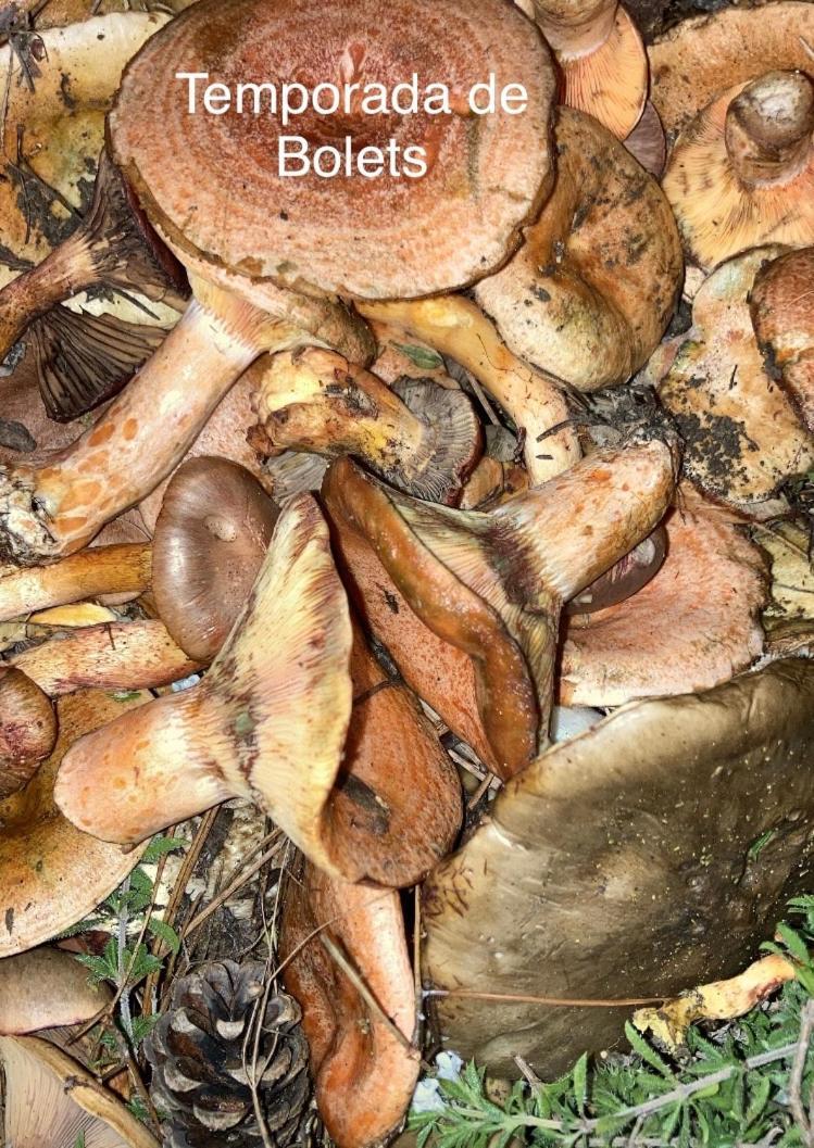 فيلا Casa De L'Hort - Els Valentins المظهر الخارجي الصورة